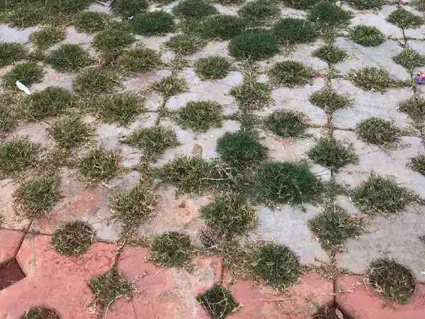 Grass Paver Blocks 